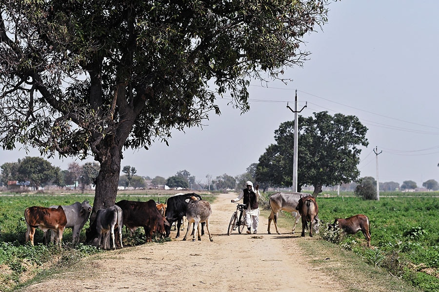 g_115075_up_farmer_280x210.jpg