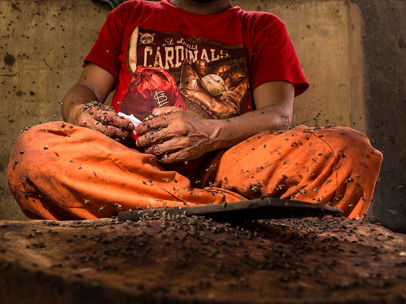 Karachi faces plague of flies, and it's affecting businesses