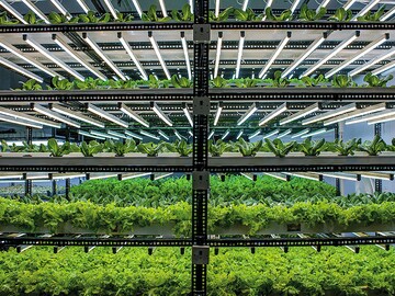 How India's hydroponic farmers are building businesses