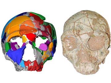 A skull bone discovered in Greece may alter the story of human prehistory