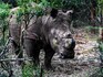 Save the rhino: How India and South Africa differ in conservation