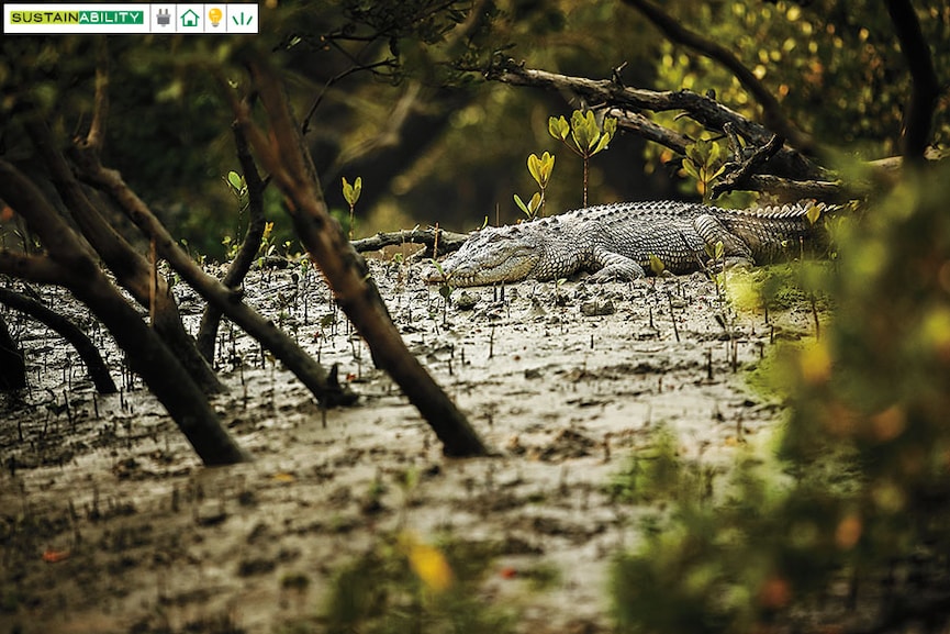 g_117285_salted_water_crocodile_280x210.jpg?impolicy=website&width=865&height=577