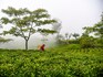 Darjeeling tea faces Nepali threat