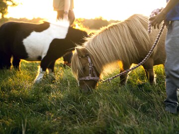 New Airbnb excursions to focus on animals