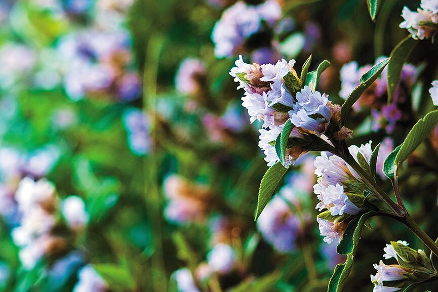 g_121419_neelakurinji-1189863634_280x210.jpg?impolicy=website&width=865&height=577