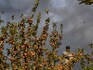 Kashmir clampdown: Jammu traders stare at Rs 700 crore loss, apple trading worst hit