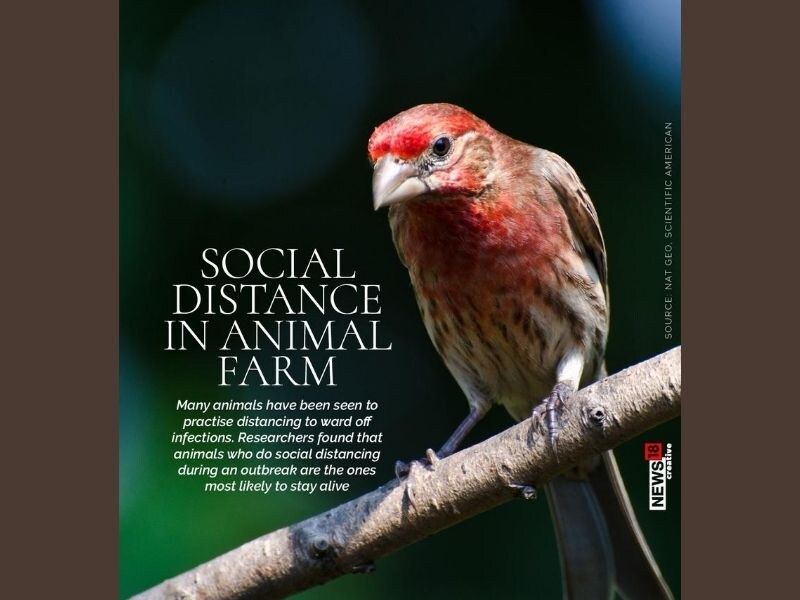 Chimpanzees to lobsters: Animals naturally practice social distancing to ward off infections