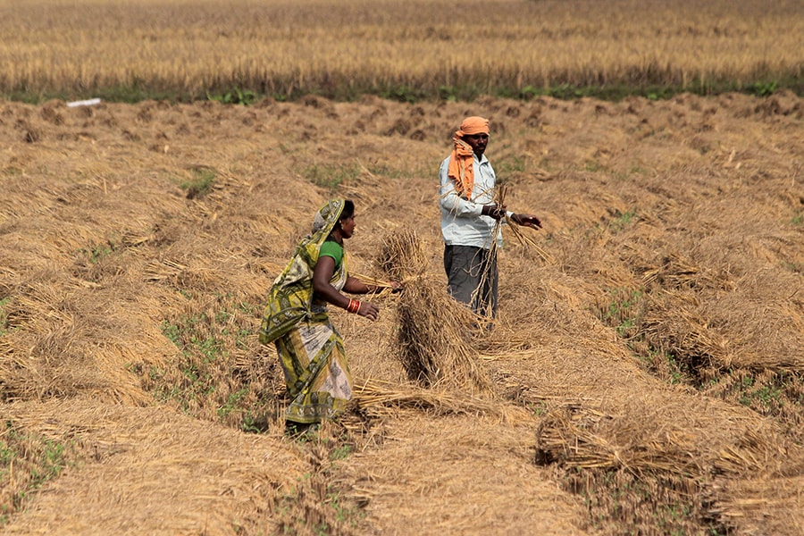 bg agriculture