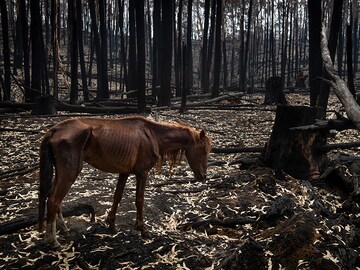 How many animals have died in Australia's wildfires?