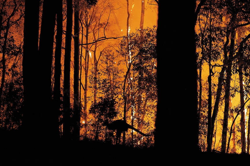 g_126563_forest_fire_280x210.jpg?impolicy=website&width=865&height=577