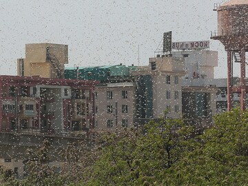 Photo of the day: Locusts attack Jaipur, Rajasthan