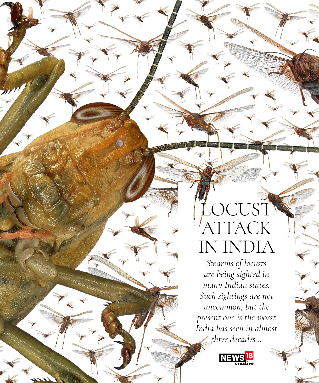 EXPLAINED: Why India is facing its worst locust attack in three decades