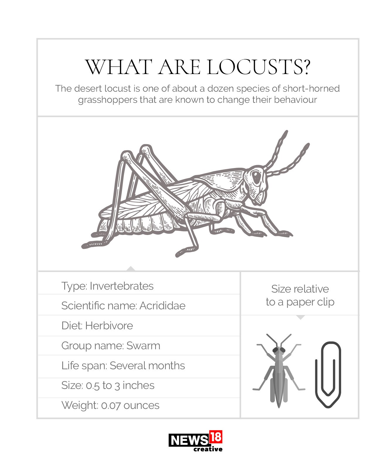 EXPLAINED: Why India is facing its worst locust attack in three decades