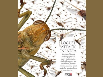 EXPLAINED: Why India is facing its worst locust attack in three decades