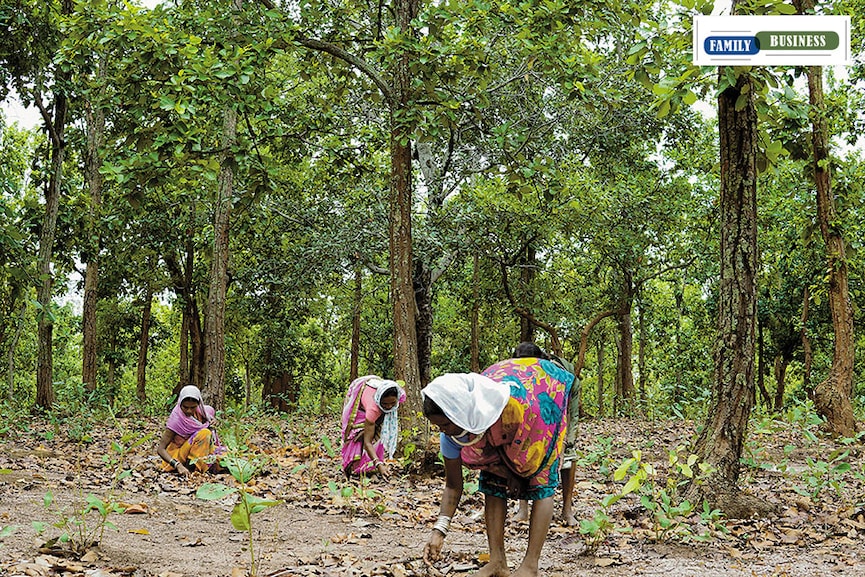 tribals picking sal seed