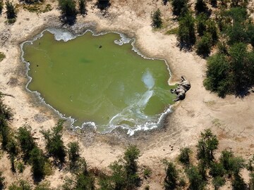 356 elephants dropped dead. Did this bacteria poison them?