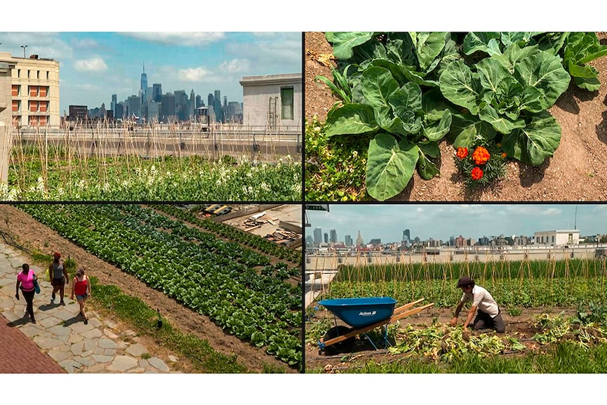 From Singapore's forest to farms on NYC rooftop, world cities uprooting the urban jungle