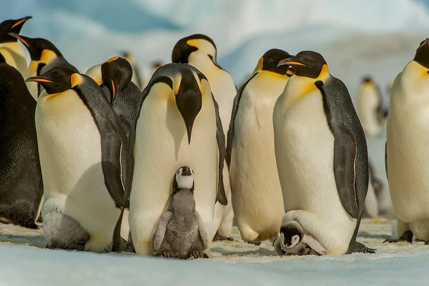 Climate change could devastate emperor penguins