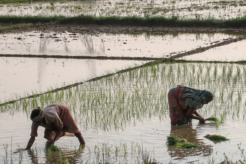 Photo of the day: Seeds of future