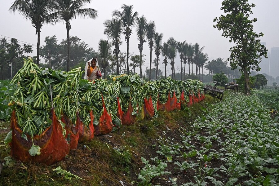 Photo of the Day: Saving the harvest