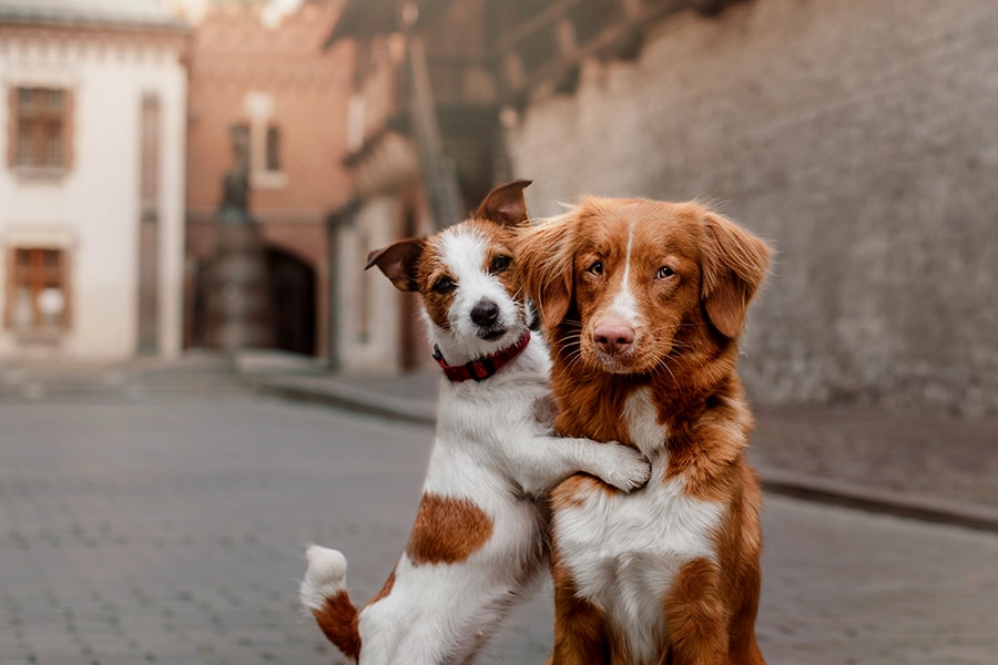 Make cities more dog-friendly and reduce CO2 emissions in the air: Study