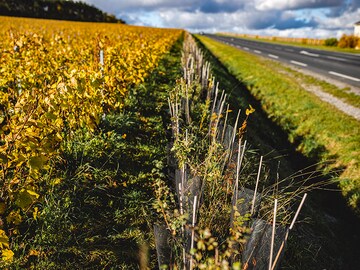 How major champagne makers are going green