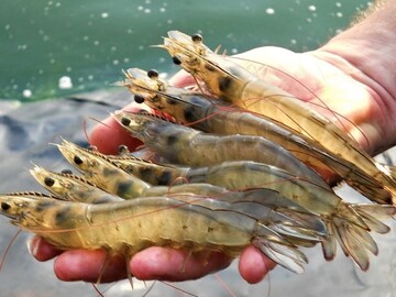 Sustainable animal feed technology helps India's shrimp farmers overcome disease in animals