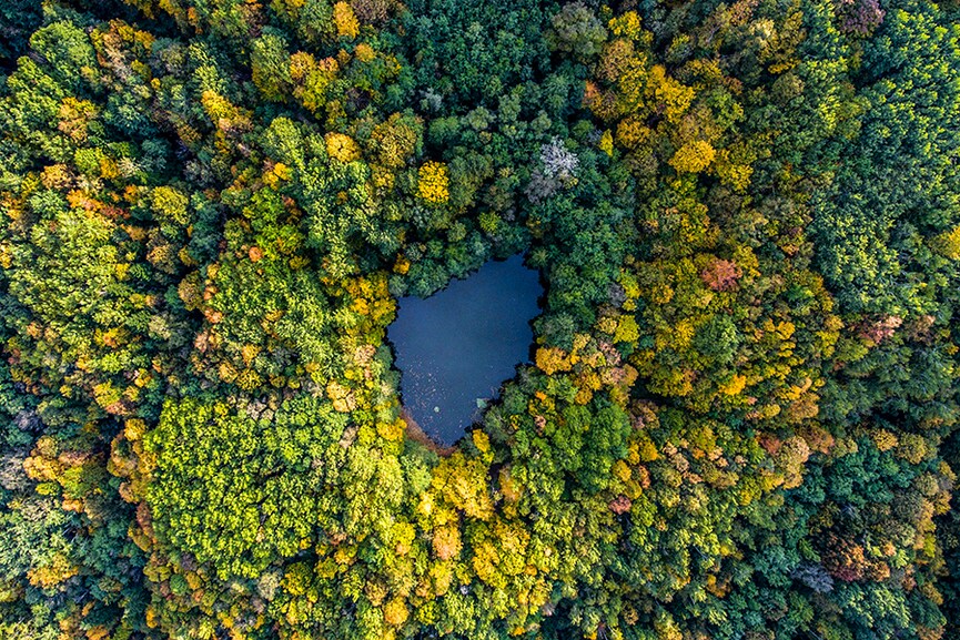 How Russian forests have a key role to play in fighting global warming