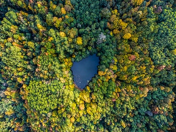 How Russian forests have a key role to play in fighting global warming