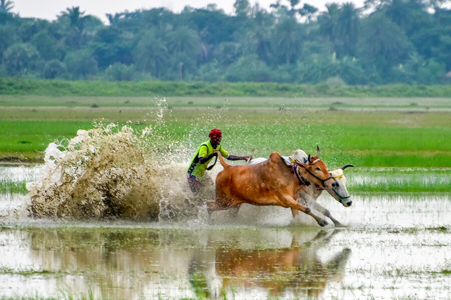 Photo of the day: The bull run