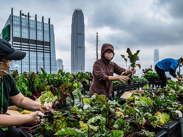 Hong Kong's urban farms sprout gardens in the sky