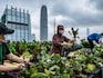 0	Hong Kong's urban farms sprout gardens in the sky