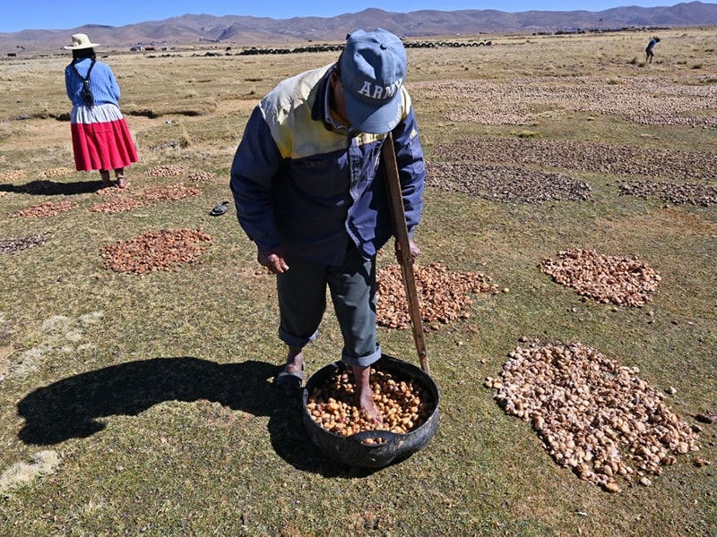 Chuno, the Andean secret to making potatoes last decades