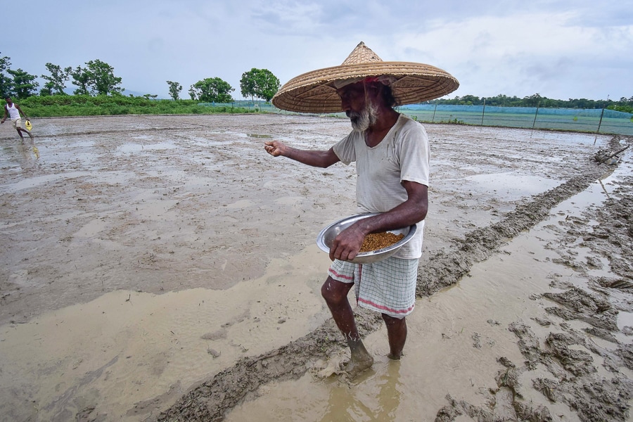 Photo of the day: Sowing the future