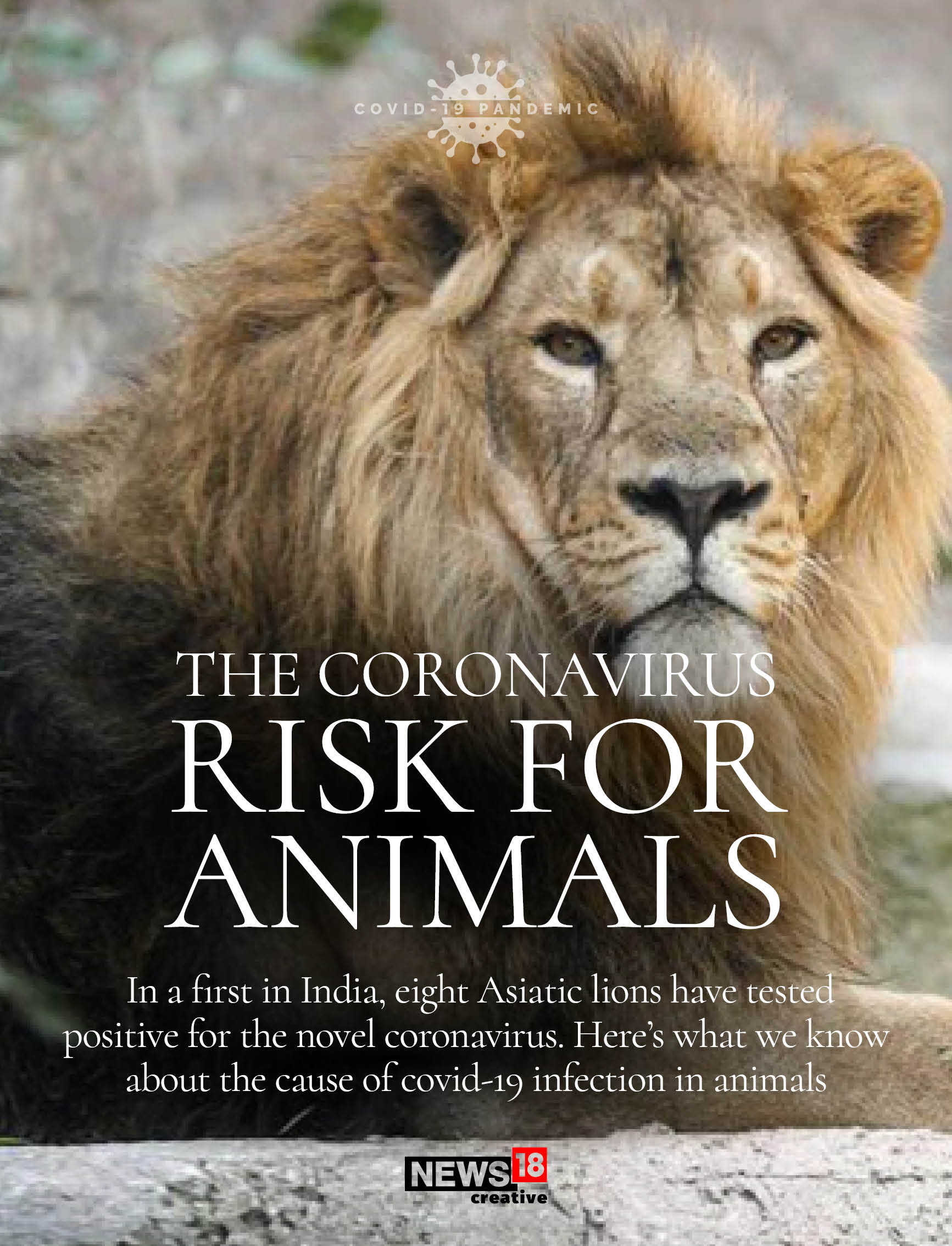 Eight Asiatic lions test positive in India: Are our pets safe from second wave?