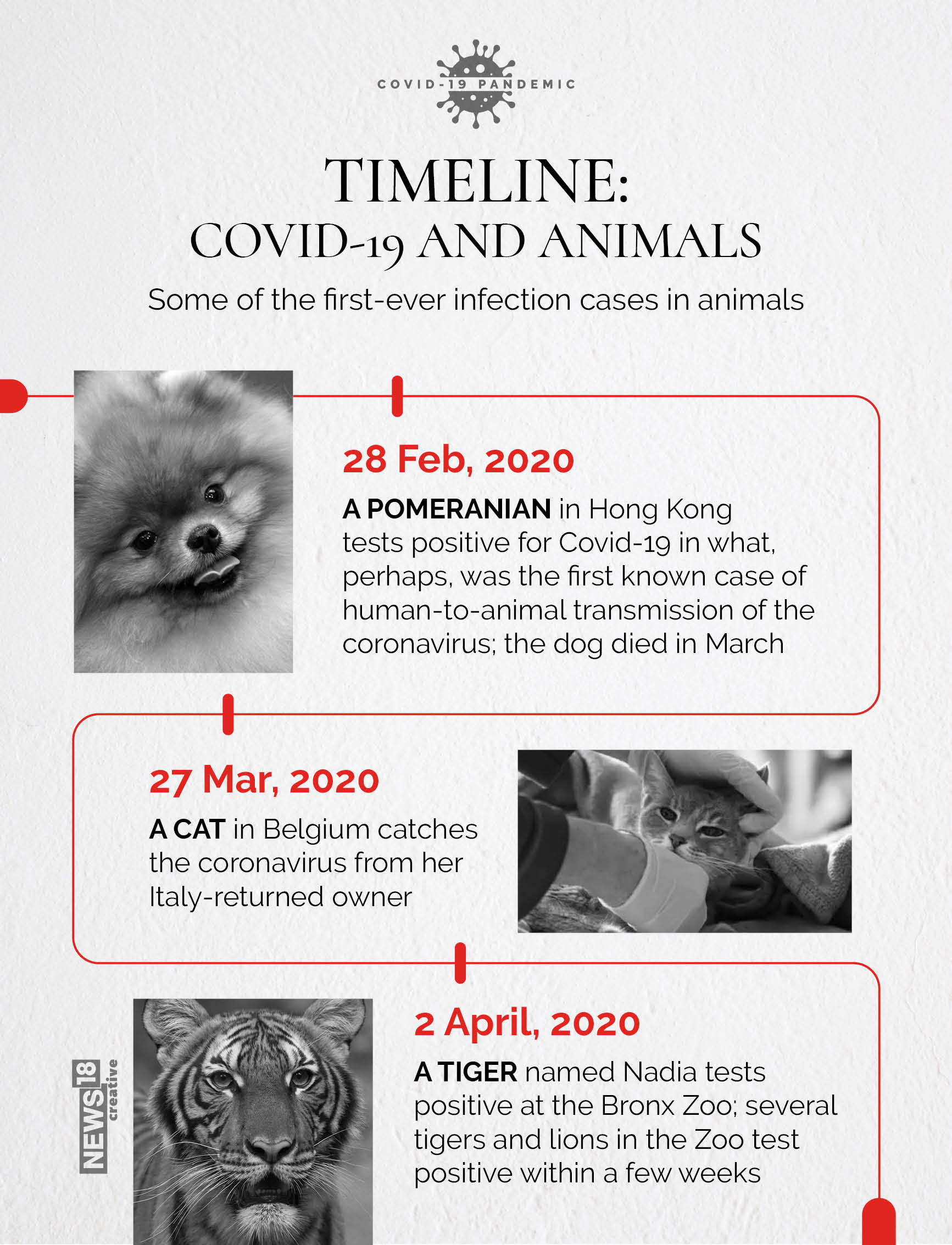 Eight Asiatic lions test positive in India: Are our pets safe from second wave?