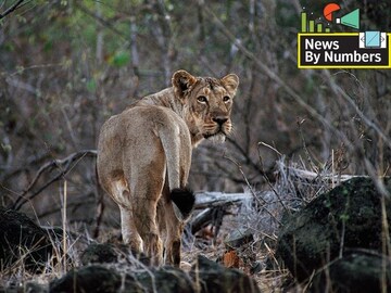 Eight Asiatic lions test positive in India: Are our pets safe from second wave?