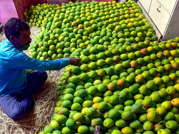 The mango map of India