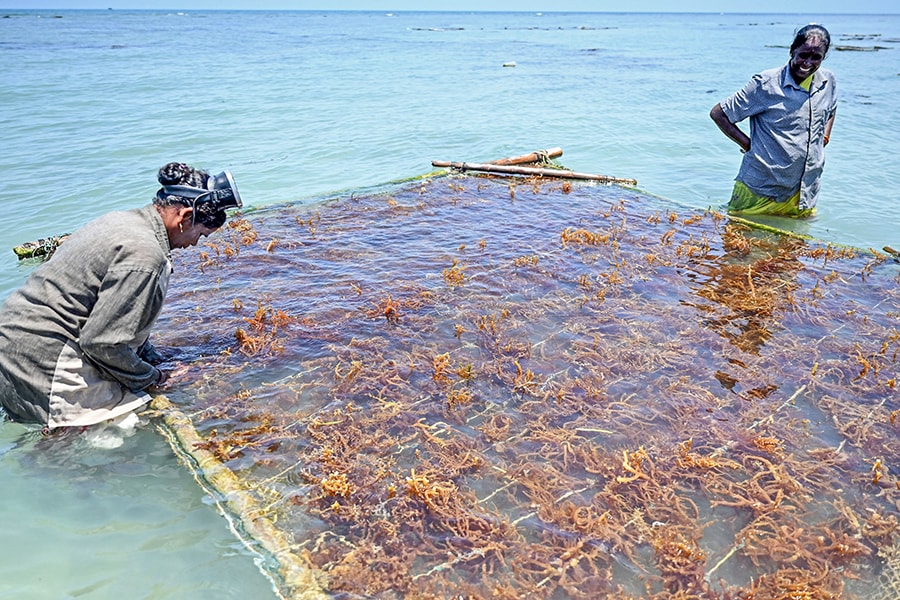 Indian women show the way for cultivating 'eco-miracle' seaweed