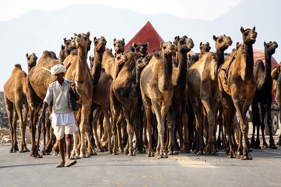 Photo Of The Day: ...and strut