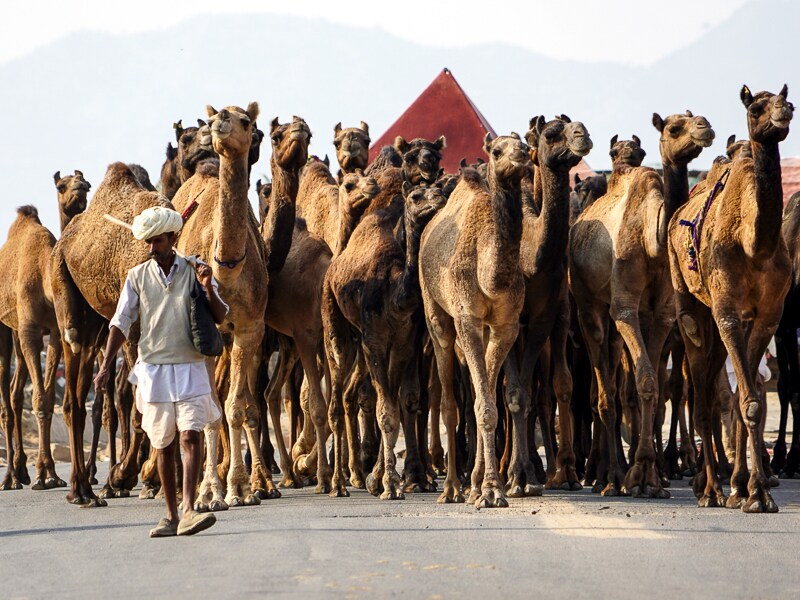 Photo Of The Day: ...and strut