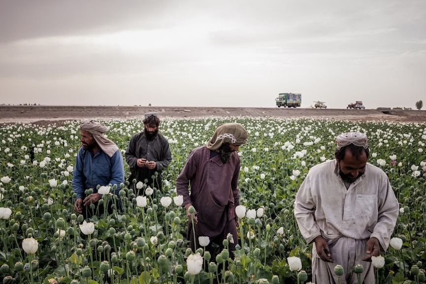 In hard times, Afghan farmers are turning to Opium for security