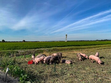How pigs are helping Amsterdam's airport tackle bird strikes