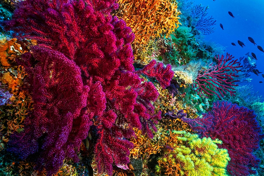 Researchers may have found a solution for protecting coral reefs