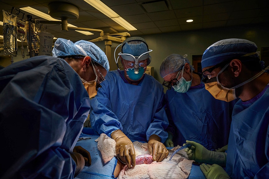 In a first, surgeons attach a pig kidney to a human—and it works