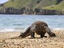 Komodo dragon, 2-in-5 shark species lurch towards extinction