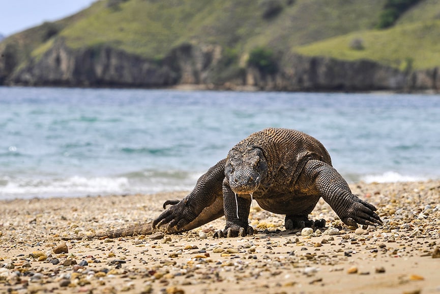 Komodo dragon, 2-in-5 shark species lurch towards extinction