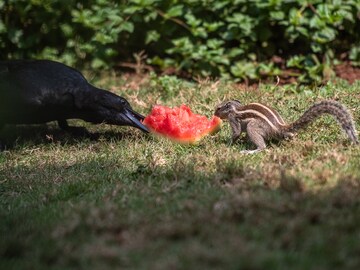 Photo Of The Day: Summer treat