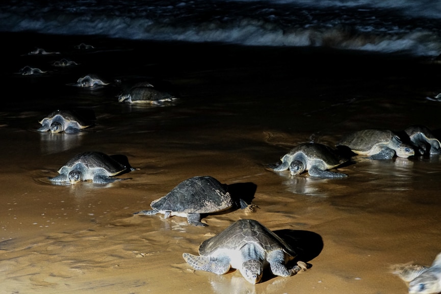 Photo Of The Day: The return of Olive Ridley turtles