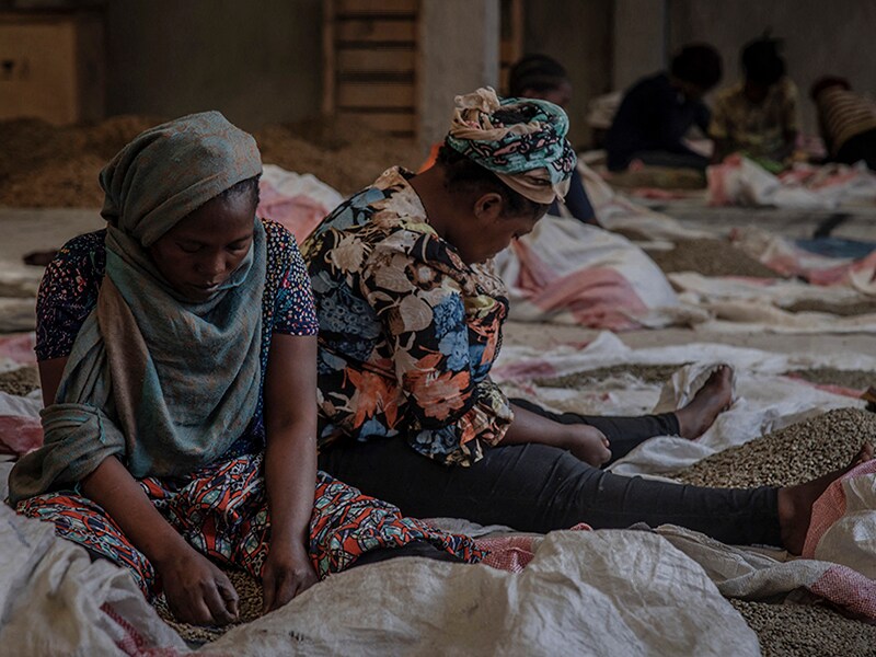 Women brew brighter future in DR Congo coffee initiative